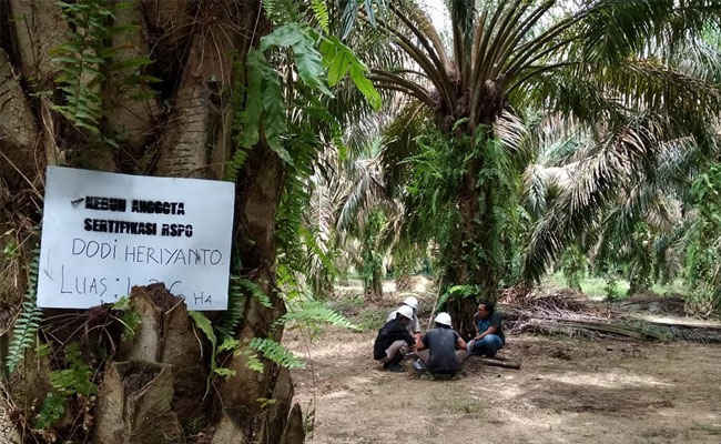 US$ 1,1 Juta Insentif Minyak sawit Berkelanjutan RSPO Untuk Petani Swadaya